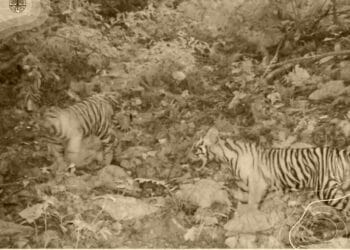 Tiga Ekor Anak Harimau Sumatera Lahir Di TN Bukit Tiga Puluh Riau-Jambi