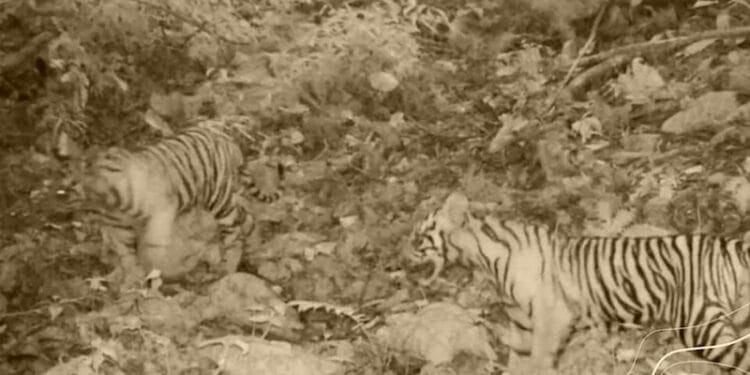 Tiga Ekor Anak Harimau Sumatera Lahir Di TN Bukit Tiga Puluh Riau-Jambi