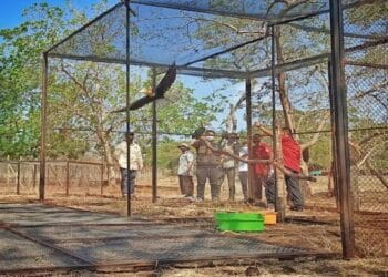 Pelepasliaran Satwa Liar Dilindungi Di Taman Nasional Baluran