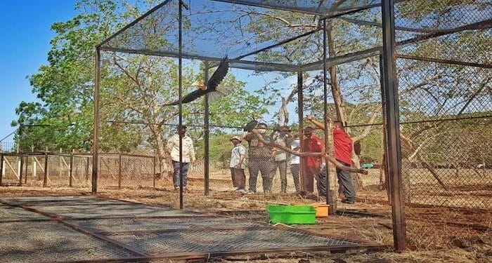 Pelepasliaran Satwa Liar Dilindungi Di Taman Nasional Baluran