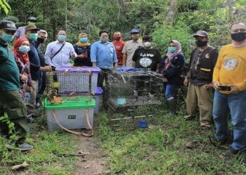 BBKSDA Sumatera Utara Lepasliarkan 18 Satwa Dilindungi di TWA Danau Sicike Cike