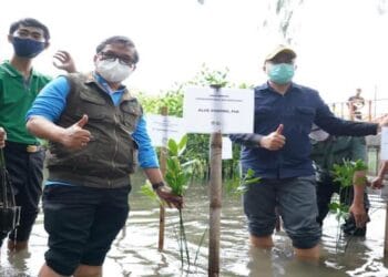 Kecombrang dan Rusa Timor Terpilih Sebagai Ikon Puspa dan Satwa Nasional