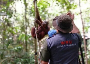 TNBBBR Kalimantan Barat Terima Lagi Penghuni Baru, Lima Orangutan