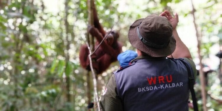 TNBBBR Kalimantan Barat Terima Lagi Penghuni Baru, Lima Orangutan