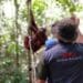 TNBBBR Kalimantan Barat Terima Lagi Penghuni Baru, Lima Orangutan