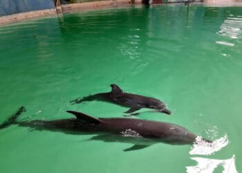 Sri Kurnia Menambah Koleksi Lumba-Lumba di Taman Satwa Pantai Cahaya