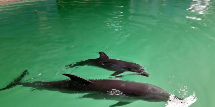 Sri Kurnia Menambah Koleksi Lumba-Lumba di Taman Satwa Pantai Cahaya