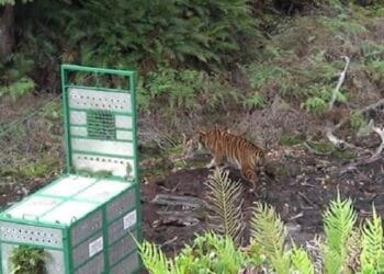 Perjalanan Pulang Harimau Sumatera ‘Sri Nabilla’ ke Habitatnya