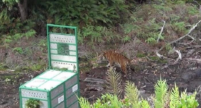 Perjalanan Pulang Harimau Sumatera ‘Sri Nabilla’ ke Habitatnya
