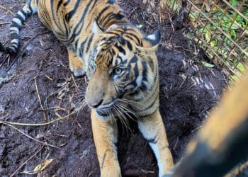 Corina si Harimau Sumatera Kini Pulang Kampung