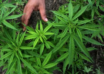 PBB Putuskan Ganja Bukan Obat Berbahaya di Dunia, Bisa untuk Keperluan Medis