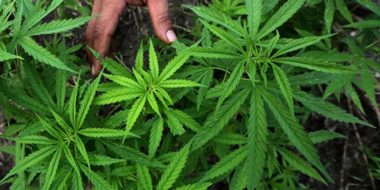 PBB Putuskan Ganja Bukan Obat Berbahaya di Dunia, Bisa untuk Keperluan Medis