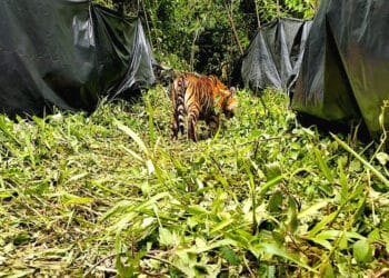 Dukungan Banyak Pihak Mengembalikan ‘Singgulung Bersaudara’ ke Habitat Alaminya