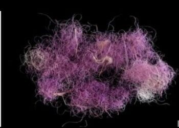 Ilmuwan Temukan Pewarna Ungu di Zaman Nabi Daud dan Sulaiman