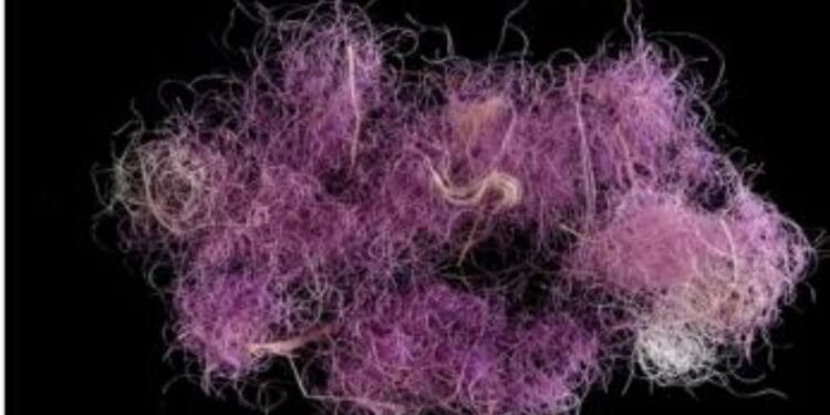 Ilmuwan Temukan Pewarna Ungu di Zaman Nabi Daud dan Sulaiman