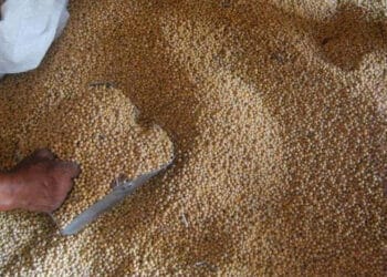 Kedelai Cukup untuk Tiga Bulan, Kemendag Jamin Stok Aman