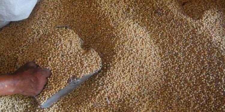 Kedelai Cukup untuk Tiga Bulan, Kemendag Jamin Stok Aman