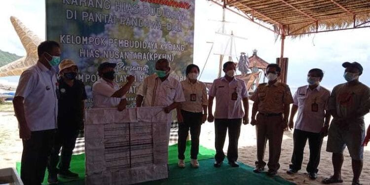 KPKHN Gairahkan Nelayan Milenial Pantai Pandawa Budidaya Karang Hias di Masa Pandemi