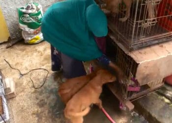 Viral Niat Baik Wanita Bercadar Rawat Puluhan Anjing Liar Ditolak Ormas