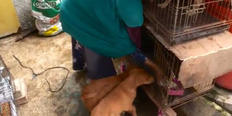 Viral Niat Baik Wanita Bercadar Rawat Puluhan Anjing Liar Ditolak Ormas