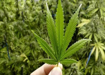 Ganja Diizinkan Dipakai untuk Makanan dan Kosmetik di Thailand