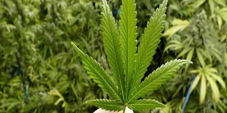 Ganja Diizinkan Dipakai untuk Makanan dan Kosmetik di Thailand