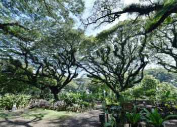 Kunjungi de Djawatan, Puan Tuliskan Pesan untuk Banyuwangi