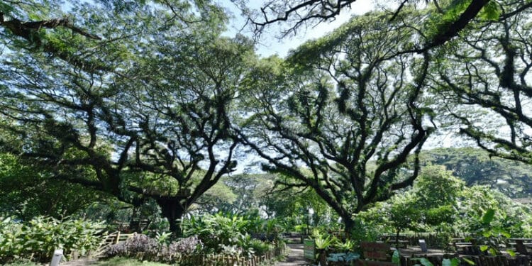 Kunjungi de Djawatan, Puan Tuliskan Pesan untuk Banyuwangi