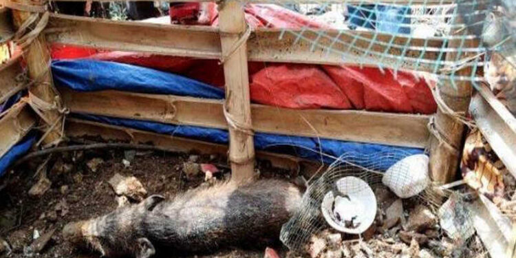 Rekayasa Babi Ngepet di Depok, Ustad Adam Ibrahim Ditangkap, Ibu Wati Diusir Gegara Tuding Tetangganya ‘Ngepet’