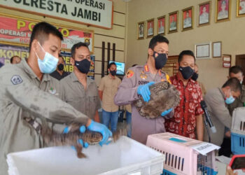 Pelihara Hewan Dilindungi, Polresta Jambi Tangkap Warga Kotabaru Berinisial AR