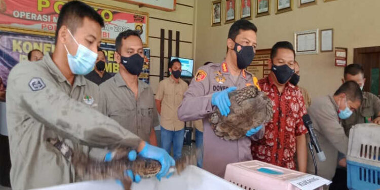 Pelihara Hewan Dilindungi, Polresta Jambi Tangkap Warga Kotabaru Berinisial AR