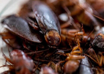 Dikenal Menjijikan, Kecoa Ternyata Punya Manfaat Besar Bagi Manusia