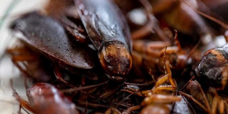 Dikenal Menjijikan, Kecoa Ternyata Punya Manfaat Besar Bagi Manusia