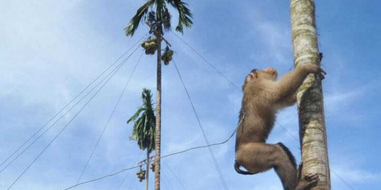 Gaya ‘Monyet Memanjat Pohon Kelapa’, Dokter Boyke: Beri Nuansa yang Berbeda