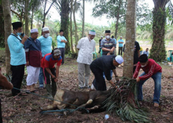 Di Tengah Pandemi, Bank 9 Jambi Bagikan 42 Hewan Qurban untuk Masyarakat