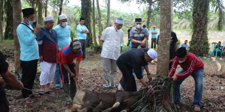 Di Tengah Pandemi, Bank 9 Jambi Bagikan 42 Hewan Qurban untuk Masyarakat
