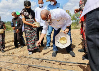 LaNyalla Minta Pangan Lokal Seperti Tanaman Sorgum Diperkuat