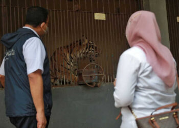 Tino dan Hari, Dua Harimau di Ragunan Terpapar Covid-19, Alhamdulillah Kini Sudah Sembuh