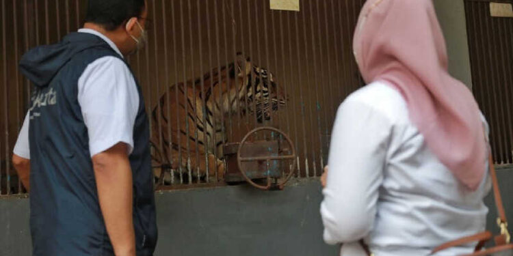 Tino dan Hari, Dua Harimau di Ragunan Terpapar Covid-19, Alhamdulillah Kini Sudah Sembuh