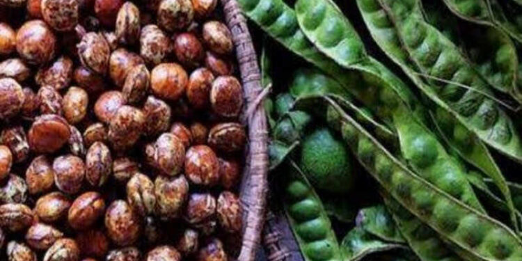 Sumatera Utara Ekspor Jengkol dan Petai ke Jepang