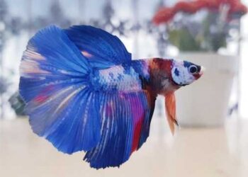 September 2021, Ikan Hias Bandung Tembus 33 Negara