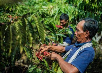 Gemakan Praktik Tanam Kopi, LDC Perpanjang Kemitraan Dengan SCOPI