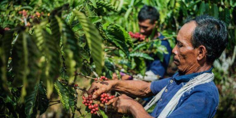 Gemakan Praktik Tanam Kopi, LDC Perpanjang Kemitraan Dengan SCOPI