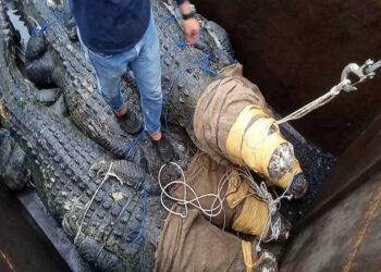 Tim BKSDA Jambi Berhasil Evakuasi 30 Ekor Buaya Ganas