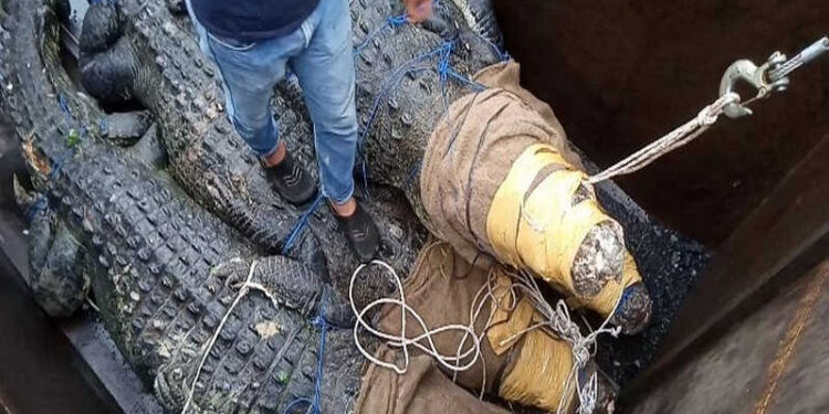 Tim BKSDA Jambi Berhasil Evakuasi 30 Ekor Buaya Ganas