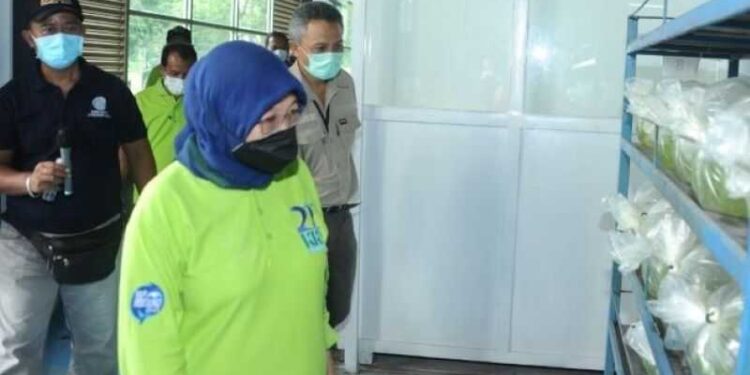 Indonesia Berpeluang Besar Perluas Pemasaran Ikan Hias