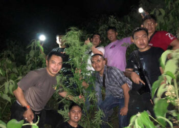 Polres Kerinci Temukan Ladang Ganja 1 Hektar Siap Panen