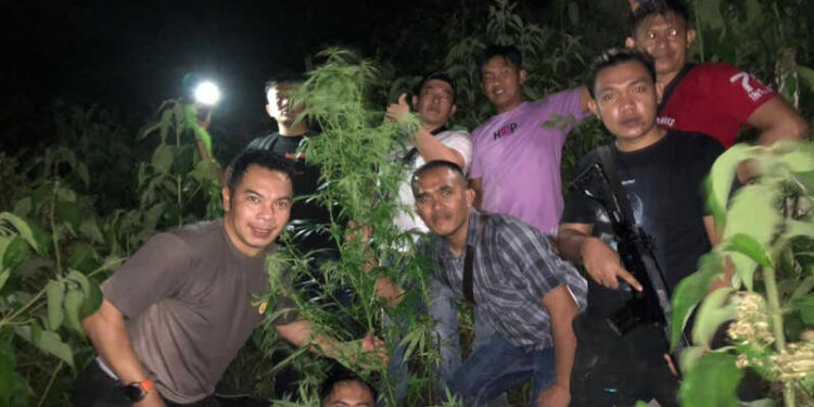 Polres Kerinci Temukan Ladang Ganja 1 Hektar Siap Panen