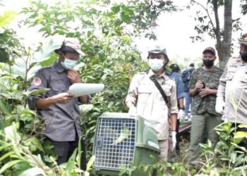 BKSDA Sumatera Selatan Lepasliarkan 6 Jenis Satwa Dilindungi di SM Padang Sugihan