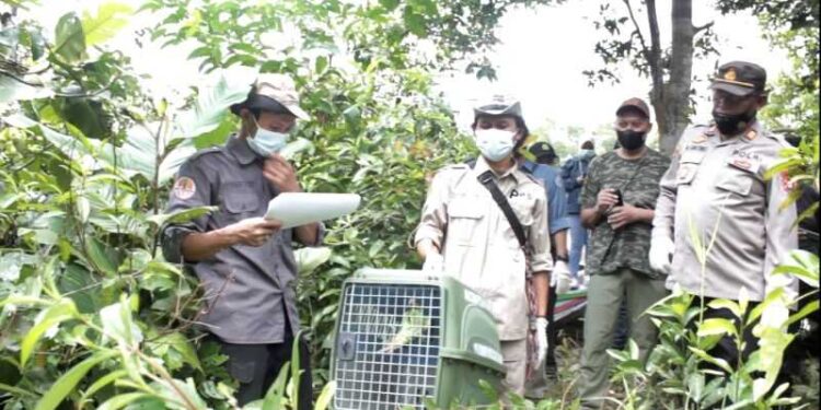 BKSDA Sumatera Selatan Lepasliarkan 6 Jenis Satwa Dilindungi di SM Padang Sugihan